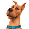 chien